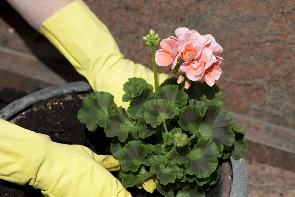 Planta Geranio Concha — Foto de Stock