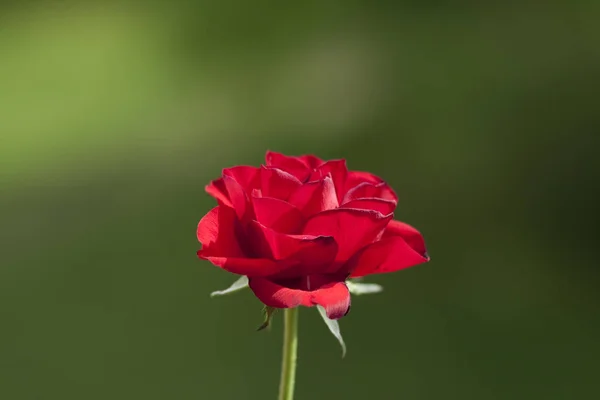 Krásné Okvětní Lístky Červené Růže Romantická Flóra — Stock fotografie