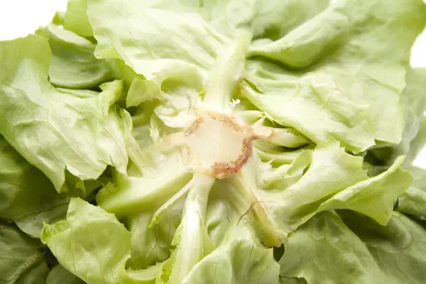 Verse Groene Sla Salade Bladeren — Stockfoto