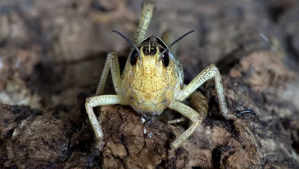 Sprinkhaneninsect Ongewervelde Wants — Stockfoto