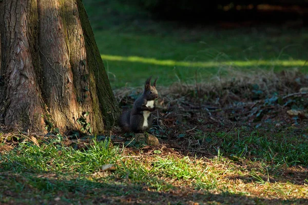 Veveriță Animal Rozătoare Mamifer — Fotografie, imagine de stoc