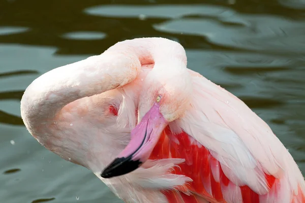 Живописный Вид Красивую Птицу Фламинго Природе — стоковое фото