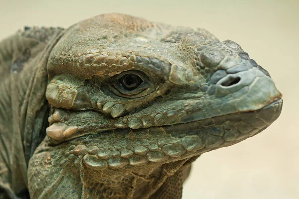 Iguana Selvagem Réptil Animal — Fotografia de Stock