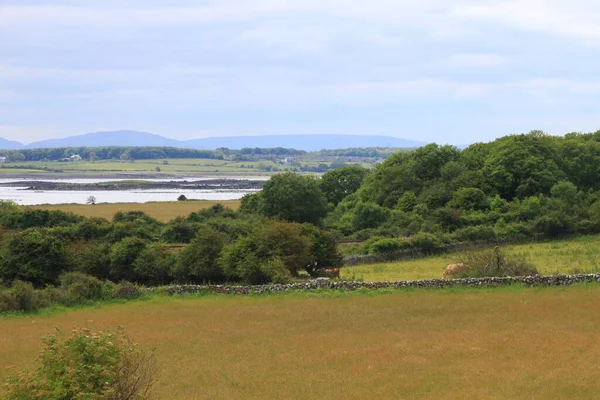 Een Landschap Galway Ierland Met Bomen Zee — Stockfoto