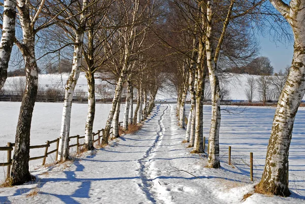 Paysage Hivernal Avec Arbres Enneigés — Photo