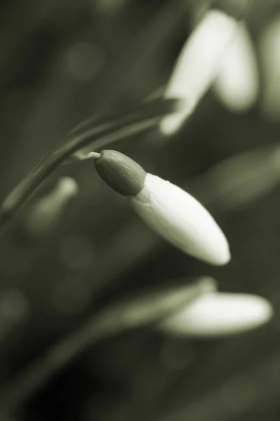 Lkbahar Kardelen Çiçekleri Bitki — Stok fotoğraf