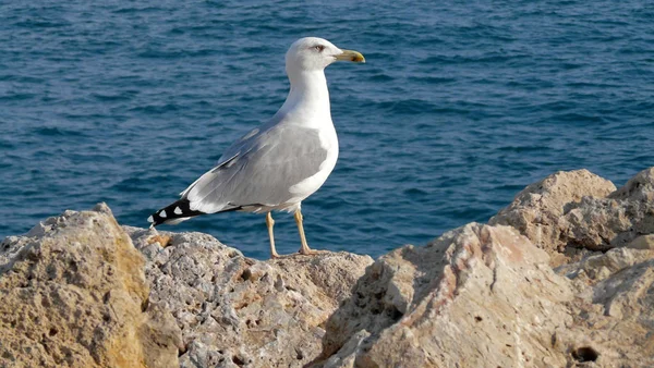 Seagull Sea — Stock Photo, Image