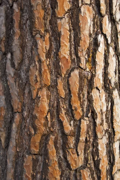 Υφή Κορμού Δέντρου Επιφάνεια Φλοιού — Φωτογραφία Αρχείου