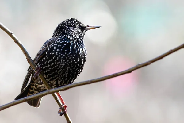 Aussichtsreiche Aussicht Auf Schöne Vögel Der Natur — Stockfoto