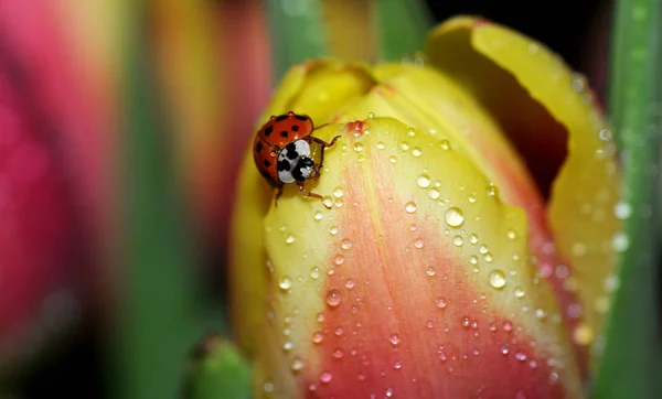 郁金香花瓣上的瓢虫 — 图库照片