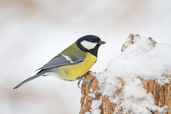 Vacker Utsikt Över Vackra Titmouse Fågel — Stockfoto