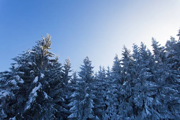 Árvores Cobertas Neve Inverno — Fotografia de Stock
