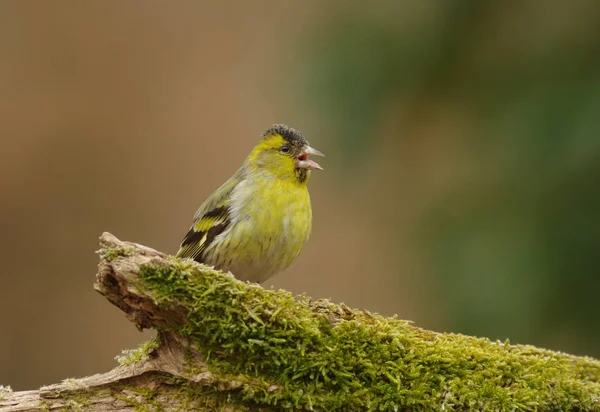 Vista Bellissimo Uccello Natura — Foto Stock