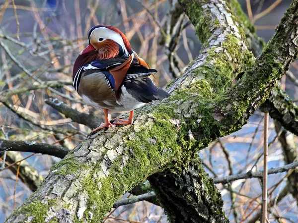 Pato Mandarín Árbol —  Fotos de Stock