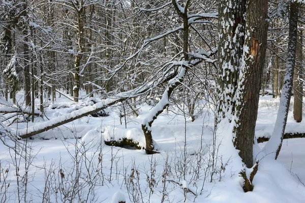 Snöfall Efter Våtmark Stå Morgonen Med Snö Lindade Träd Och Stockbild