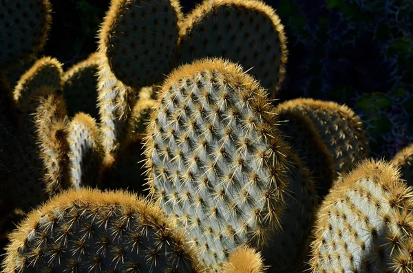 Planta Naturaleza Tropical Flora Botánica Cactus —  Fotos de Stock