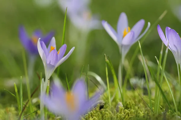 Erste Frühlingsblumen Krokus — Stockfoto
