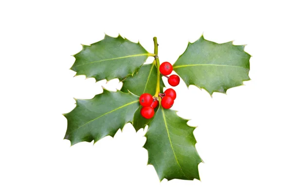 European Holly Tree Isolated White — Stock Photo, Image