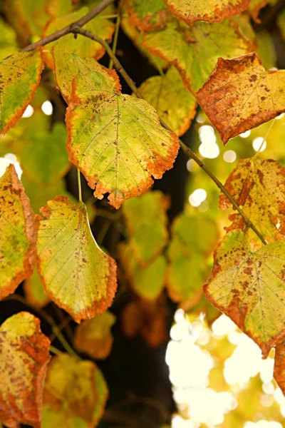 Las Hojas Coloridas Otoñales Del Árbol —  Fotos de Stock