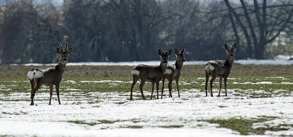 Rehe Der Frühlingssonne — Stockfoto