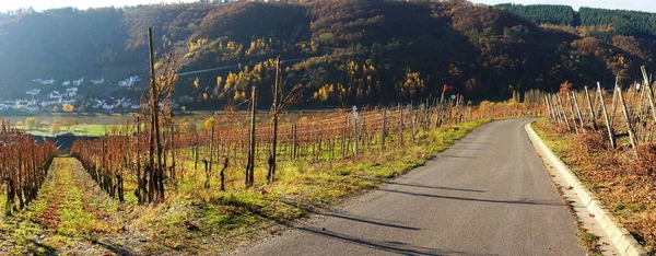 Vingård Enkirch Mosel Panorama — Stockfoto