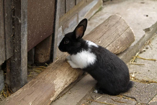 Niedlicher Hase Nahaufnahme — Stockfoto