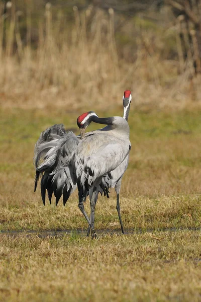 Vacker Utsikt Över Vacker Fågel Naturen — Stockfoto