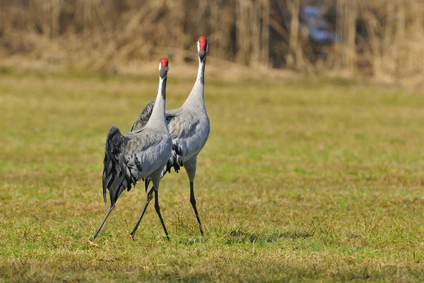 Blick Auf Schöne Vögel Der Natur — Stockfoto