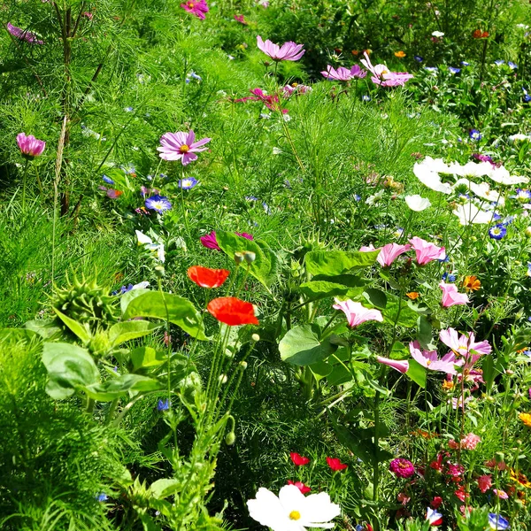 Padang Rumput Musim Panas Dengan Hollyhocks Kosmos Dan Cornflowers — Stok Foto