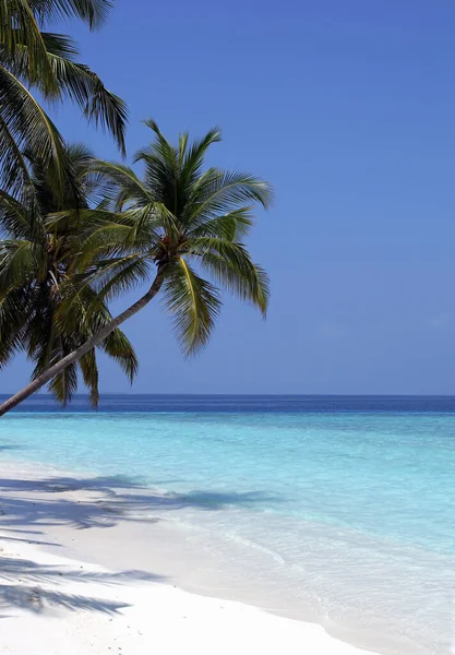 Dröm Strand Maldiverna — Stockfoto