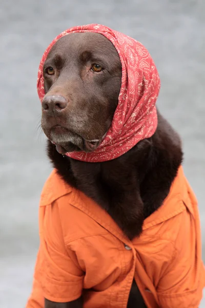 Labrador Mit Kopftuch Und Mantel — Stockfoto