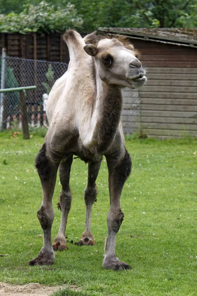 ラクダ動物自然動物 — ストック写真