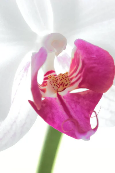 Fleur Orchidée Dans Jardin — Photo