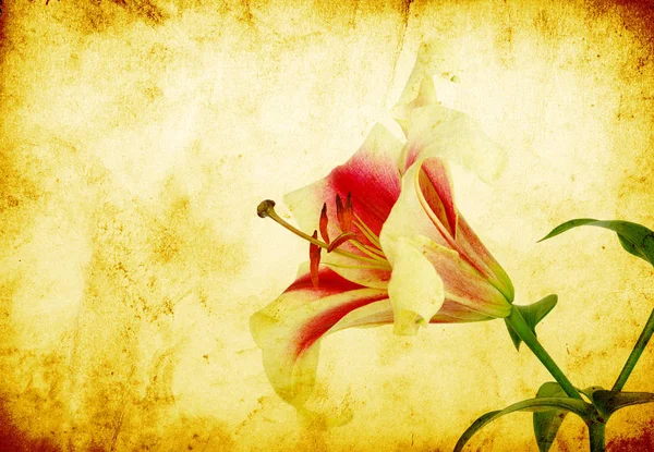 Розовый Цветок Лилии Выделенный Фоне Гранжа — стоковое фото