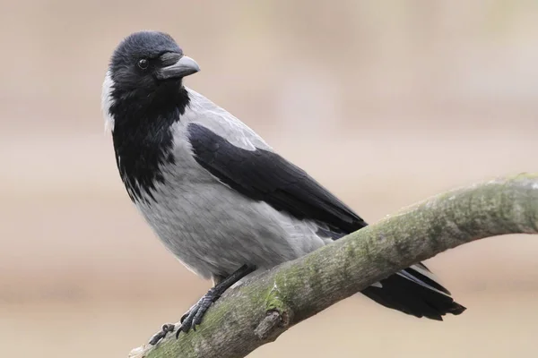 Kapuzenkrähe Corvus Corone Cornix — Stockfoto