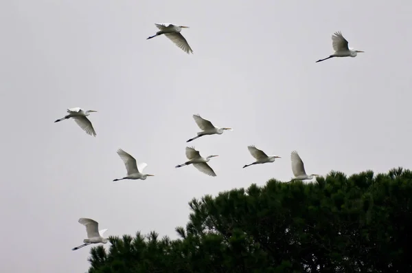 Aussichtsreiche Aussicht Auf Schöne Vögel Der Natur — Stockfoto