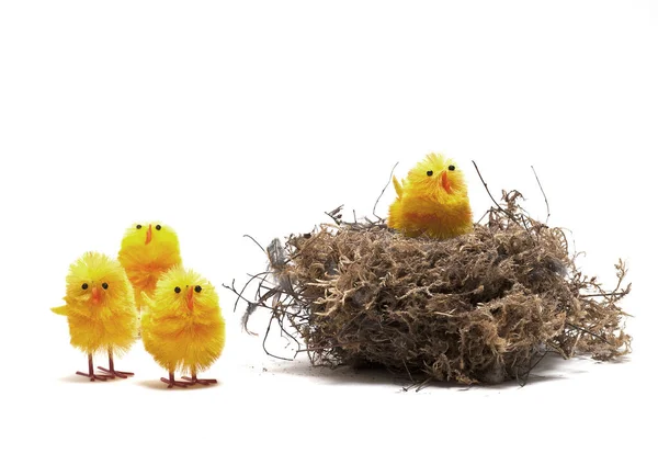 Schilderachtig Uitzicht Prachtige Vogel Natuur — Stockfoto