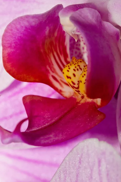 美丽多彩的兰花风景 — 图库照片