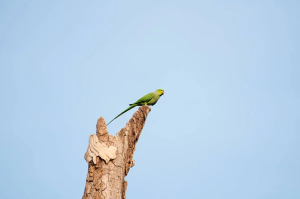 Sri Lanka Gökyüzü Arka Planında Yeşil Papağan — Stok fotoğraf