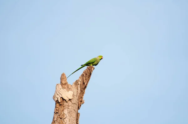 Pappagallo Verde Sullo Sfondo Del Cielo Nello Sri Lanka — Foto Stock