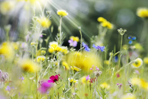Colorful Flower Meadow Summer — Stock Photo, Image