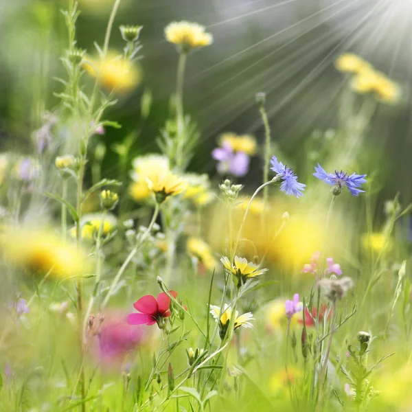 Colorful Flower Meadow Summer — Stock Photo, Image