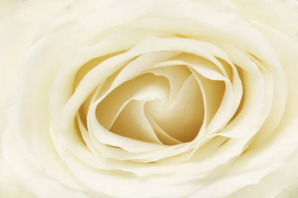 Rose Blanc Gros Plan Fleur Remplissant Fleur — Photo
