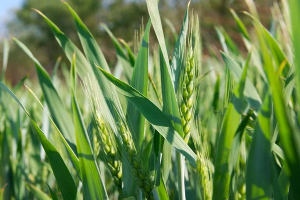Fresh Green Wheat Plant Field — Stock Photo, Image