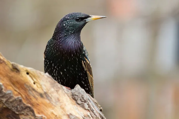 Vacker Utsikt Över Vackra Starling Fågel Naturen — Stockfoto