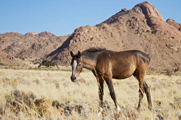 Wild Horses Namib — Stock Photo, Image