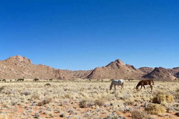 Wild Horses Namib — Stock Photo, Image