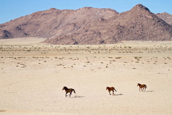 Chevaux Sauvages Naimb — Photo