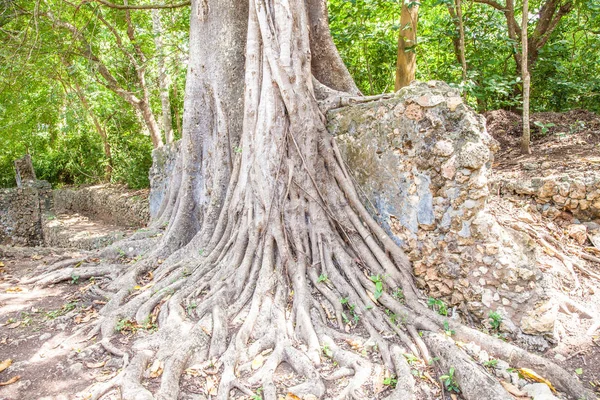 Die Ruinen Von Gede Kenia Sind Die Überreste Einer Suaheli — Stockfoto