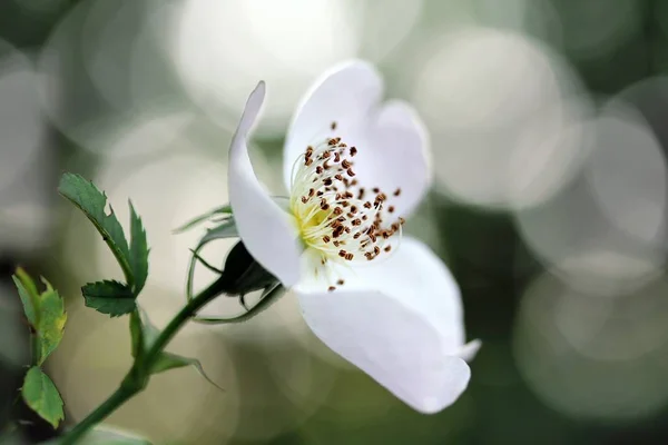 Příroda Květinové Lístky Květiny Jaro — Stock fotografie